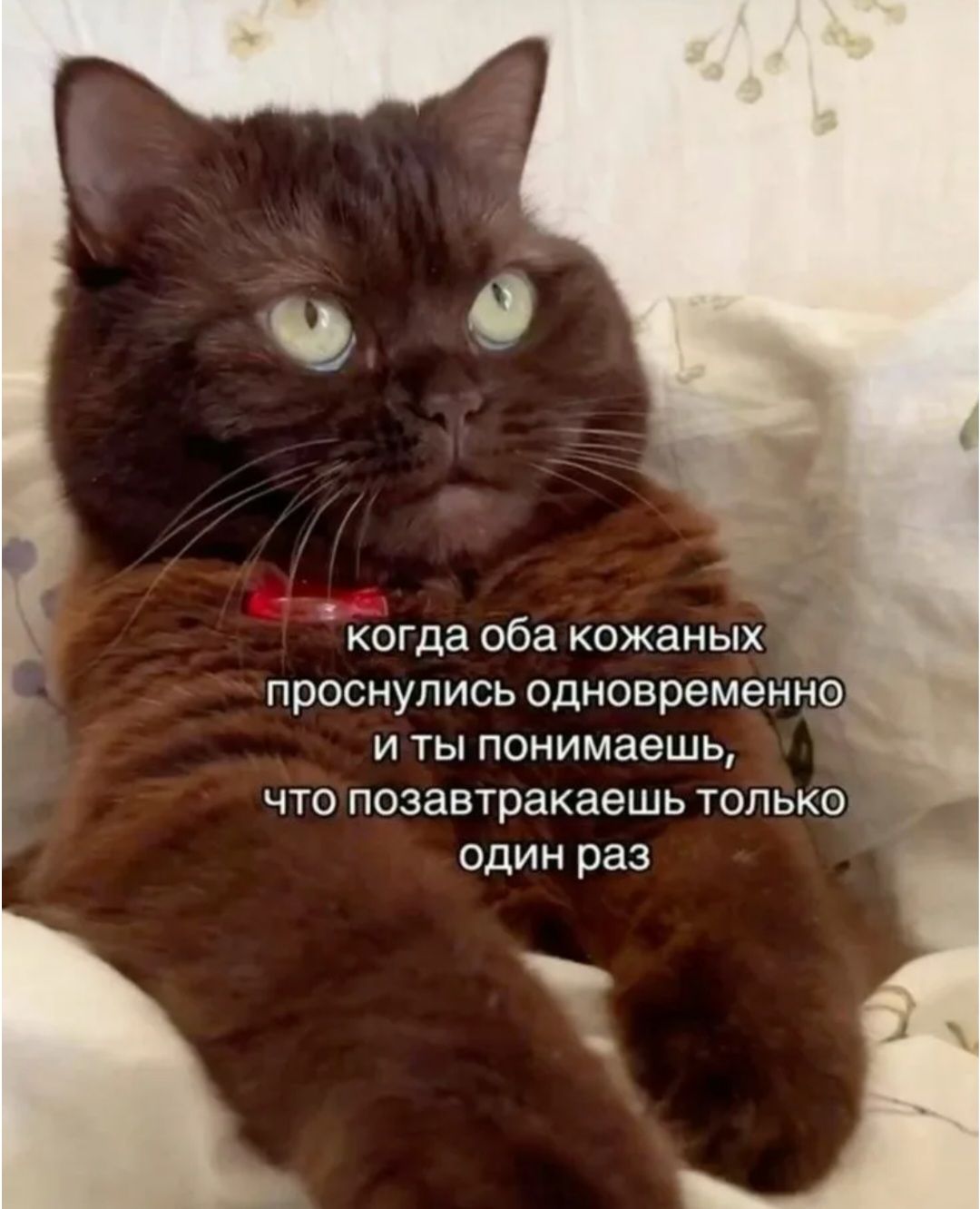 когда оба кожаных проснулись одновременно и ты понимаешь, что позавтракаешь только один раз