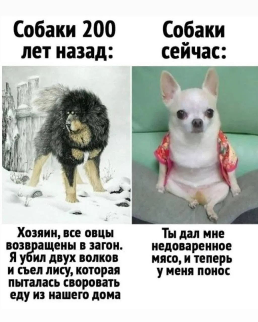 Собаки 200 лет назад:
Хозяин, все овцы возвращены в загон. Я убил двух волков и съел лису, которая пыталась своровать еду из нашего дома
Собаки сейчас:
Ты дал мне недоваренное мясо, и теперь у меня понос