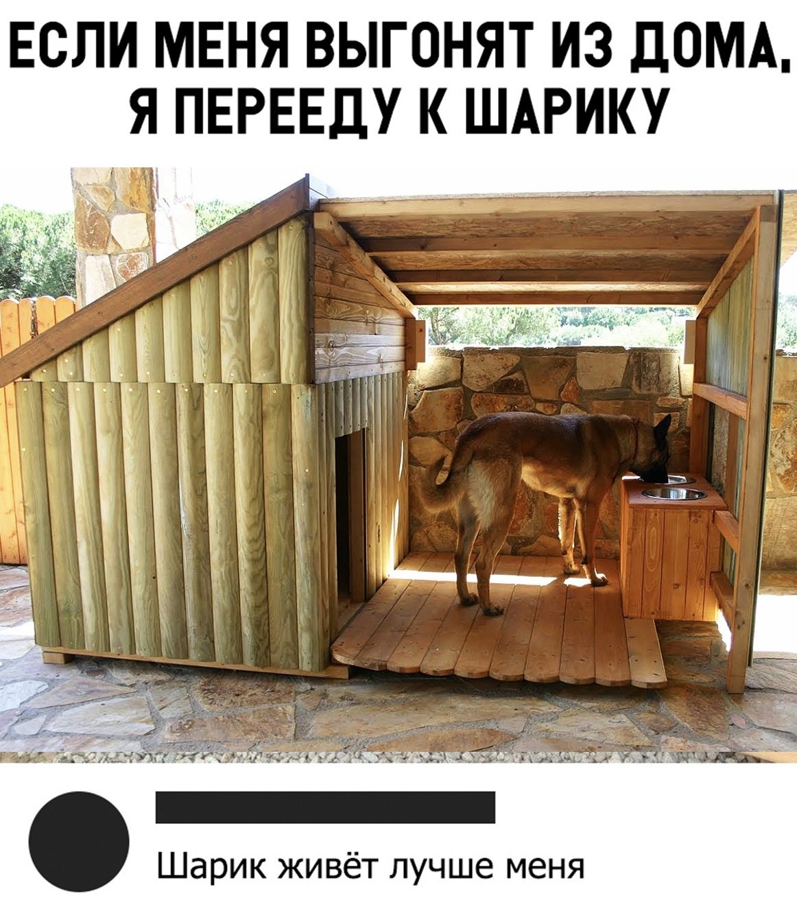 ЕСЛИ МЕНЯ ВЫГОНЯТ ИЗ ДОМА, Я ПЕРЕЕДУ К ШАРИКУ Шарик живёт лучше меня