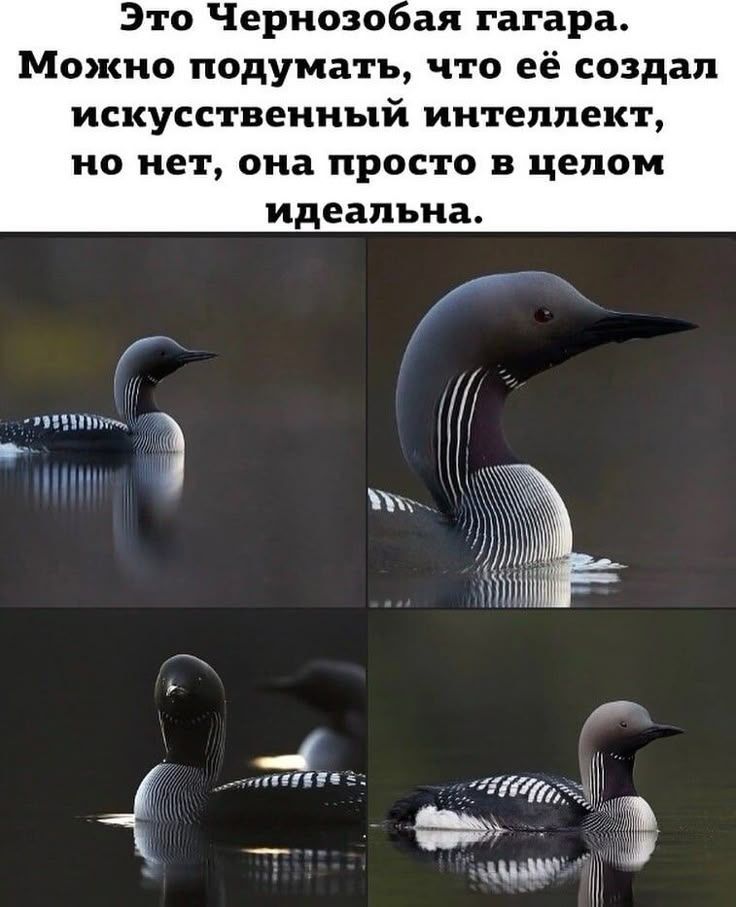 Это Чернозобая гагара. Можно подумать, что её создал искусственный интеллект, но нет, она просто в целом идеальна.