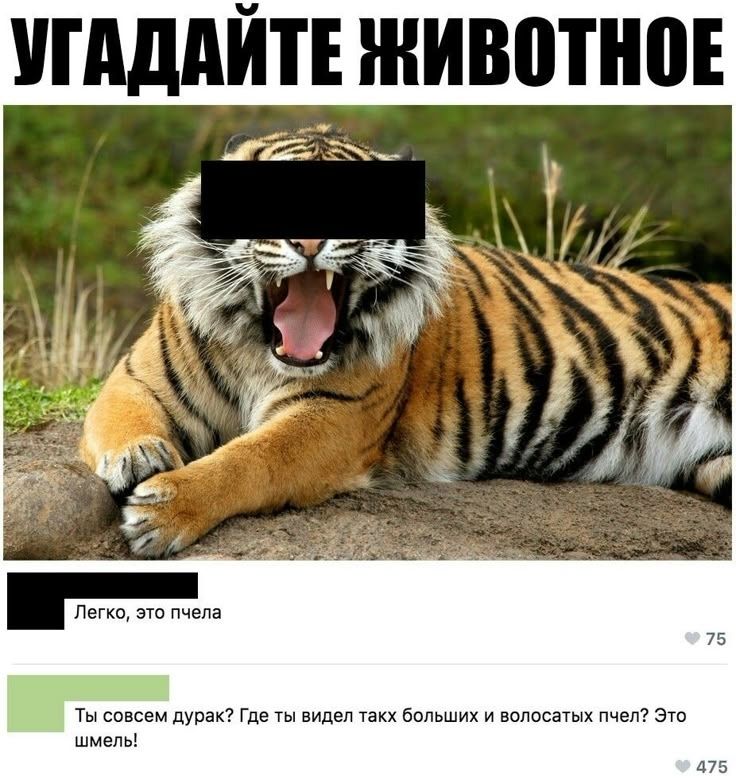 УГАДАЙТЕ ЖИВОТНОЕ Легко, это пчела Ты совсем дурак? Где ты видел таких больших и волосатых пчел? Это шмель!