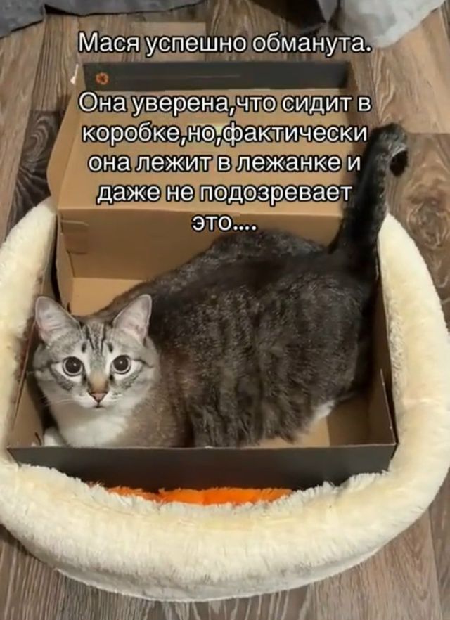 Мася успешно обманута. Она уверена, что сидит в коробке, но фактически она лежит в лежанке и даже не подозревает это....