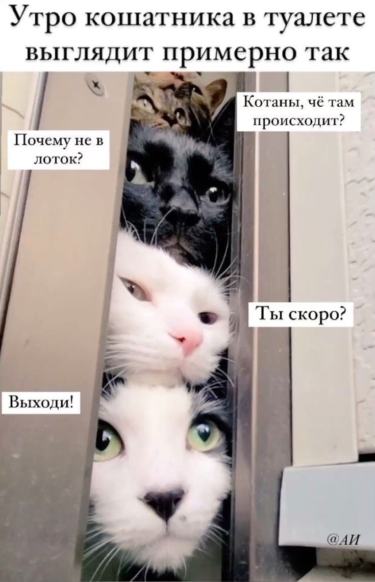 Утро кошатника в туалете выглядит примерно так. Почему не в лоток? Котаны, чё там происходит? Выходи! Ты скоро?