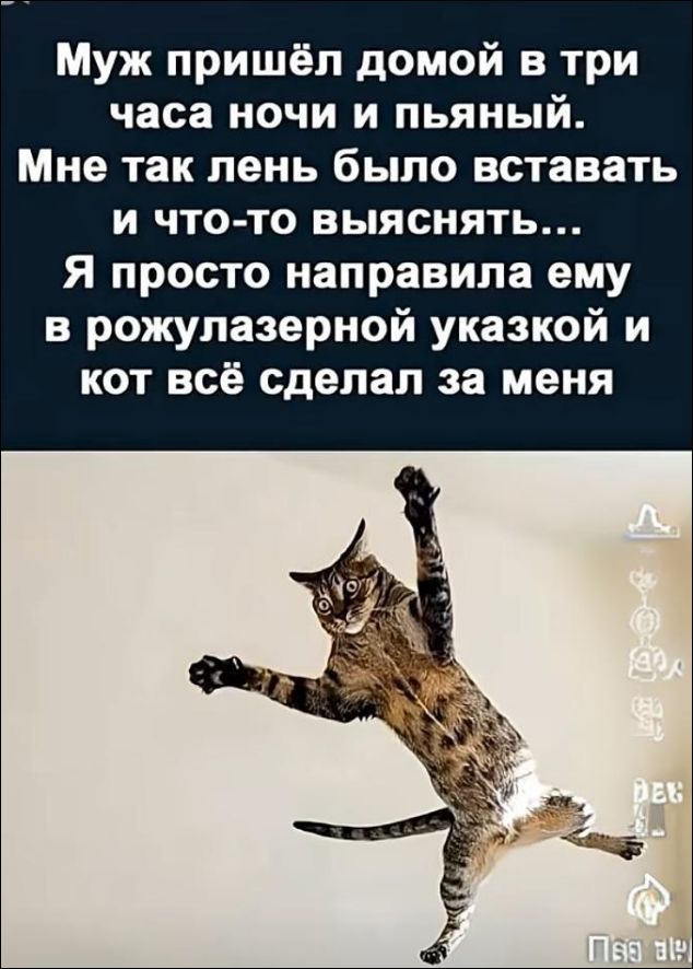 Муж пришёл домой в три часа ночи и пьяный. Мне так лень было вставать и что-то выяснять... Я просто направила ему в рожу лазерной указкой и кот всё сделал за меня