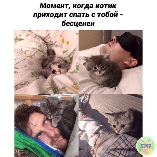 Момент, когда котик приходит спать с тобой - бесценен