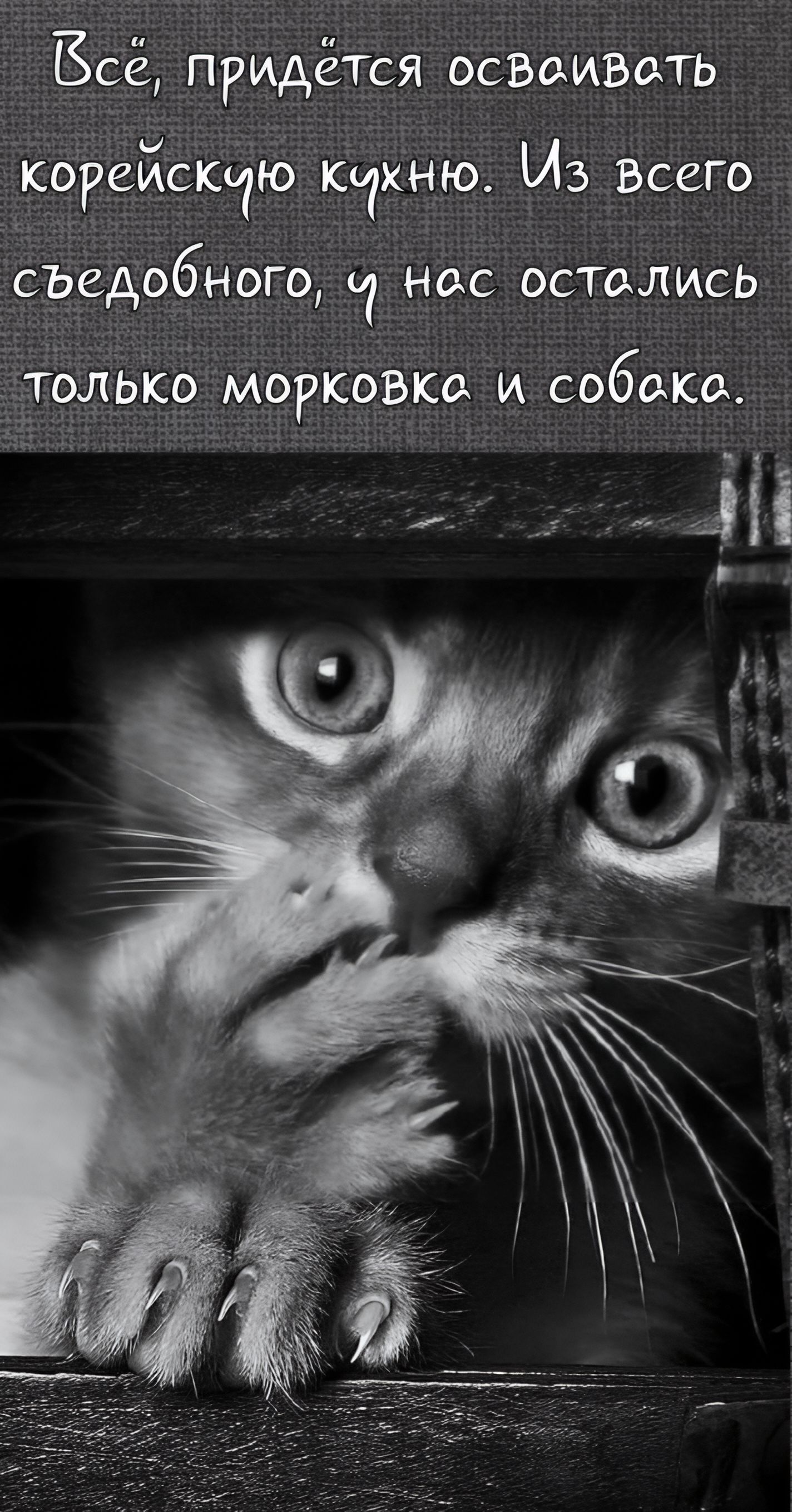 Всё, придётся осваивать корейскую кухню. Из всего съедобного, у нас остались только морковка и собака.