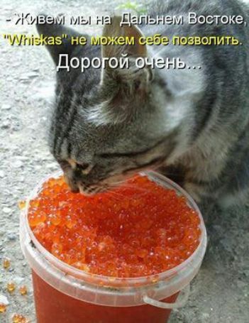 Живем мы на Дальнем Востоке, 