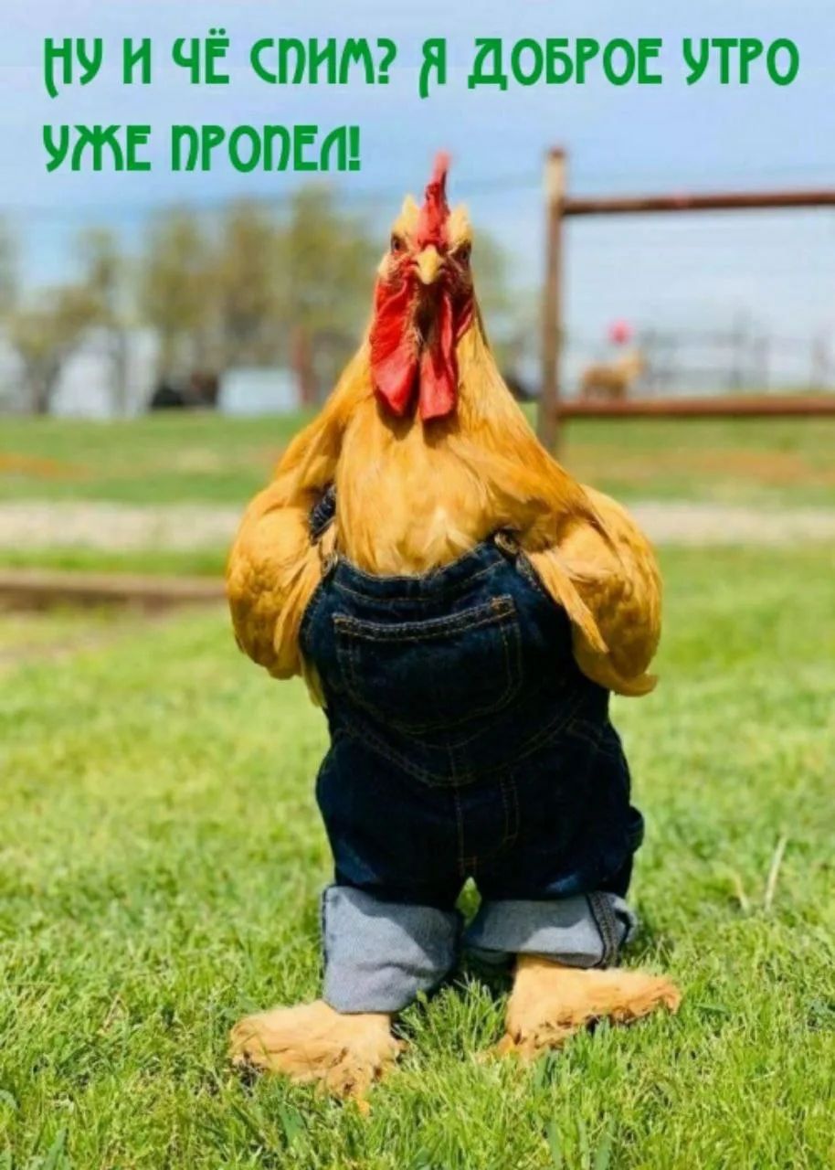 НУ И ЧЁ СПИМ? Я ДОБРОЕ УТРО УЖЕ ПРОПОЛ!