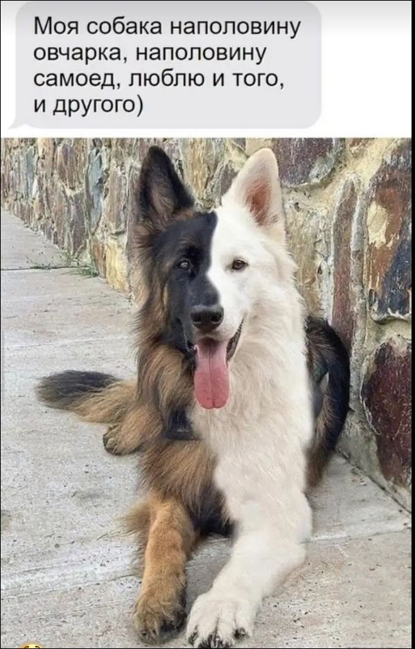 Моя собака наполовину овчарка, наполовину самоед, люблю и того и другого)
