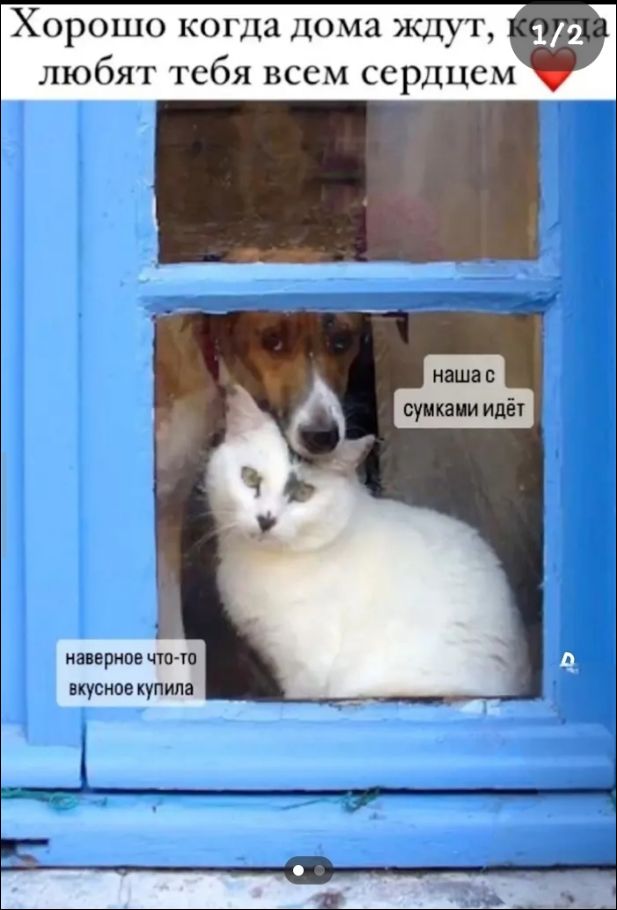 Хорошо когда дома ждут, когда любят тебя всем сердцем. наша с сумками идёт. наверное что-то вкусное купила