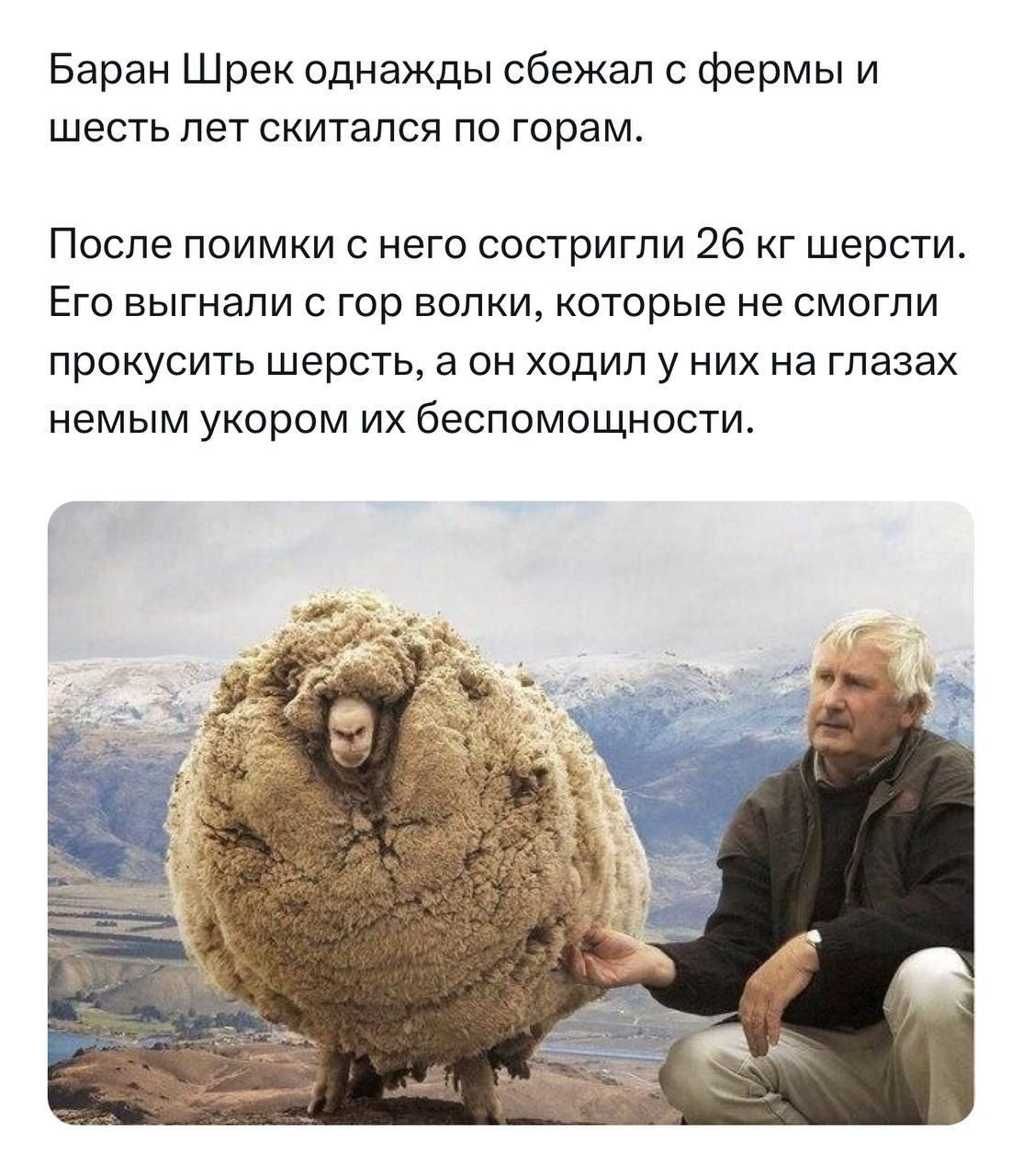 Баран Шрек однажды сбежал с фермы и шесть лет скитался по горам. После поимки с него состригли 26 кг шерсти. Его выгнали с гор волки, которые не смогли прокусить шерсть, а он ходил у них на глазах немым укором их беспомощности.