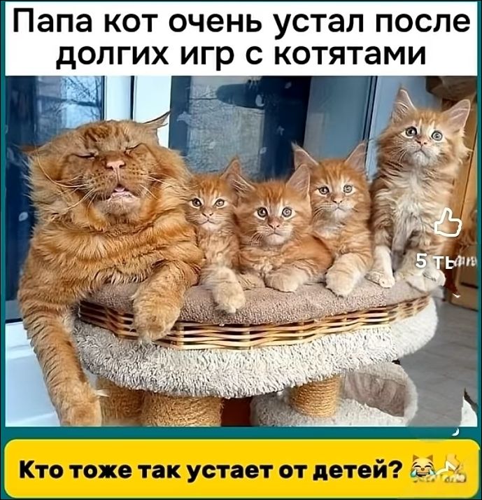 Папа кот очень устал после долгих игр с котятами. Кто тоже так устает от детей?