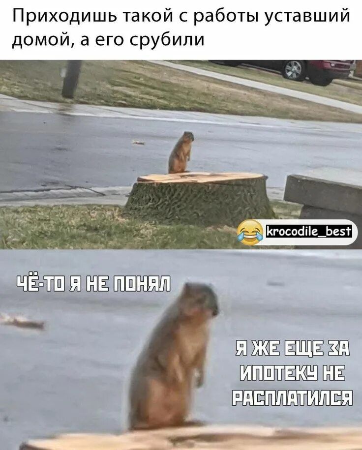 Приходишь такой с работы уставший домой, а его срубили
Чё-то я не понял
Я же еще за ипотеку не расплатился