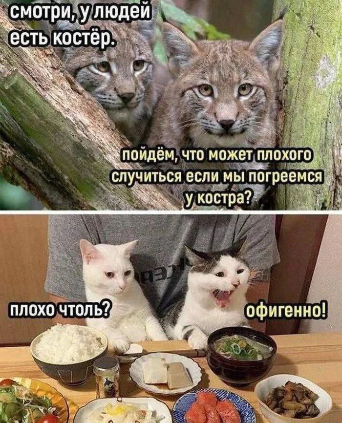 смотри, у людей есть костёр. пойдём, что может плохого случиться если мы погреемся у костра? плохо чтоль? офигенно!