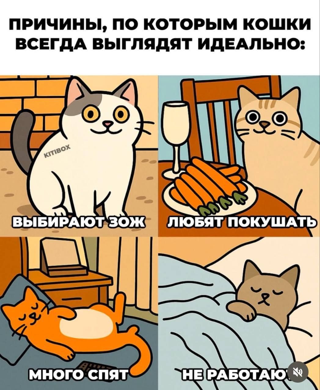 ПРИЧИНЫ, ПО КОТОРЫМ КОШКИ ВСЕГДА ВЫГЛЯДЯТ ИДЕАЛЬНО:
ВЫБИРАЮТ ЗОЖ
ЛЮБЯТ ПОКУШАТЬ
МНОГО СПЯТ
НЕ РАБОТАЮ