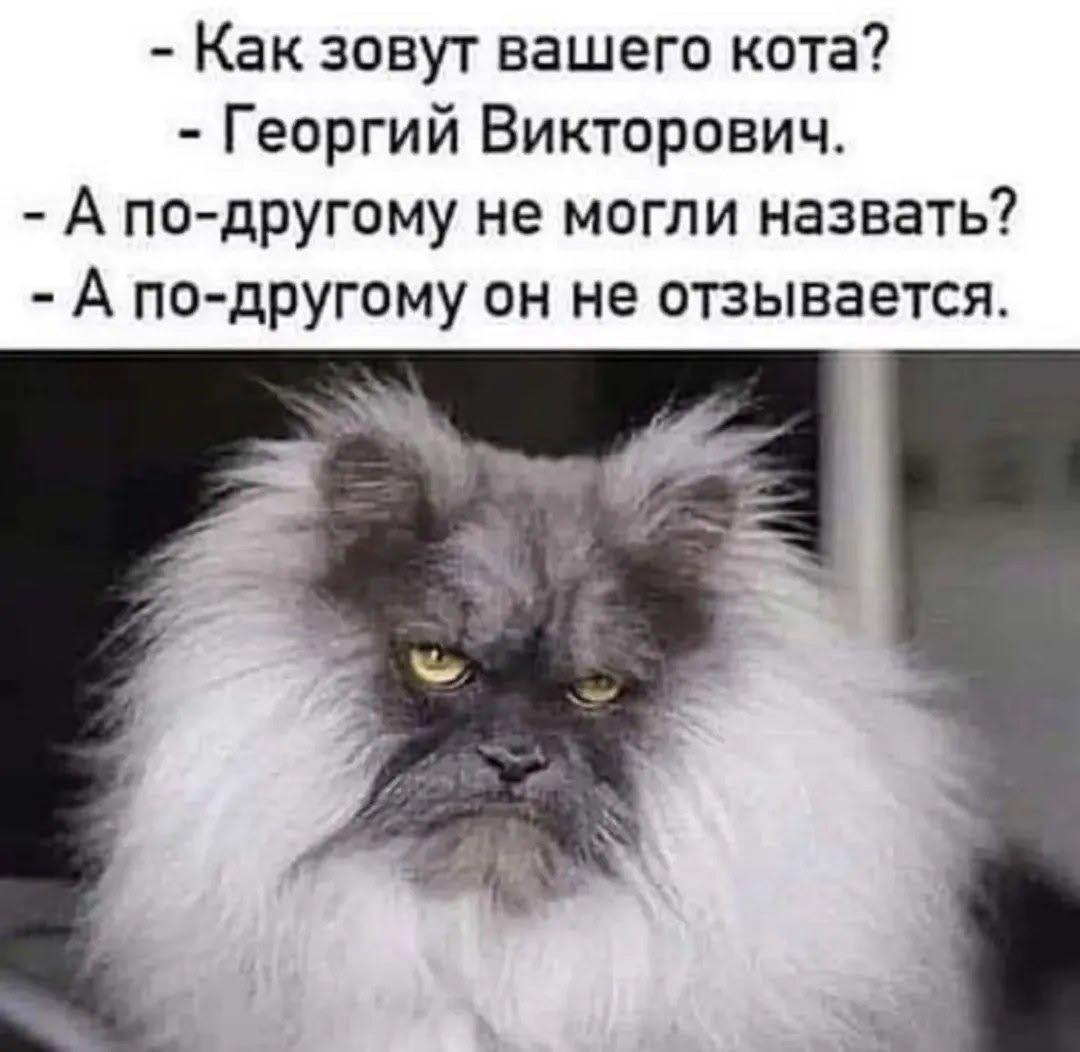 - Как зовут вашего кота?
- Георгий Викторович.
- А по-другому не могли назвать?
- А по-другому он не отзывается.