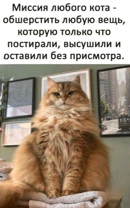 Миссия любого кота - обсёрстить любую вещь, которую только что постирали, высушили и оставили без присмотра.