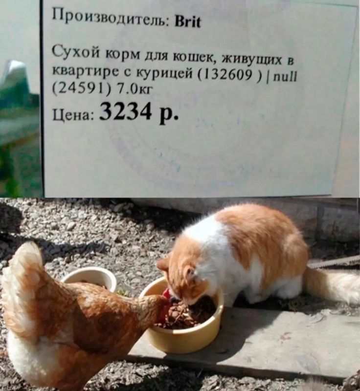 Производитель: Brit Сухой корм для кошек, живущих в квартире с курицей (132609) | null (24591) 7.0кг Цена: 3234 р.