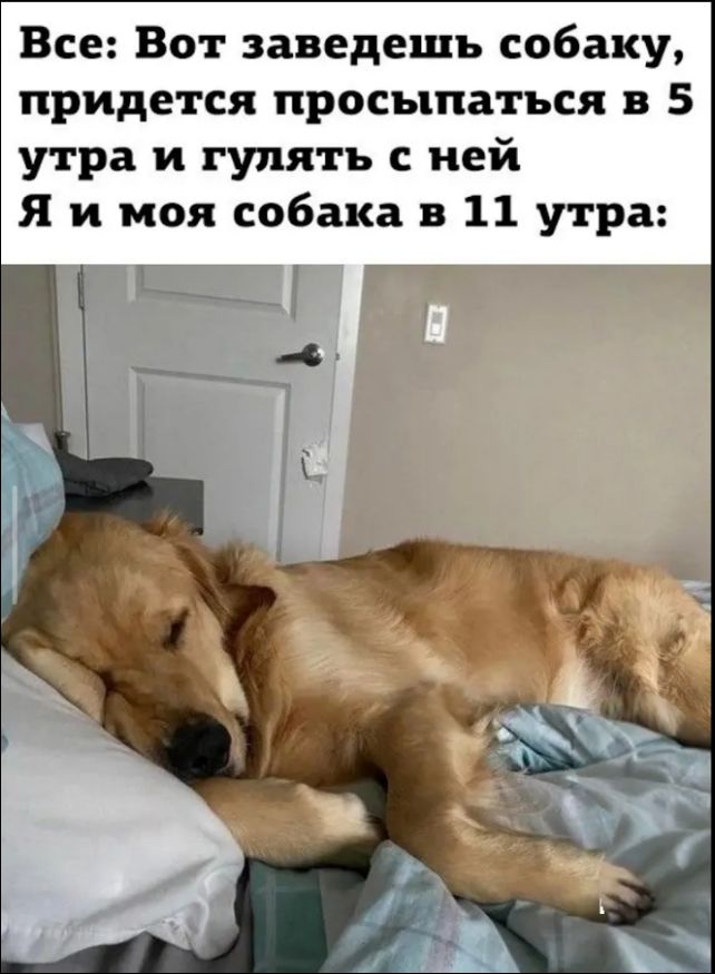 Все: Вот заведешь собаку, придется просыпаться в 5 утра и гулять с ней. Я и моя собака в 11 утра: