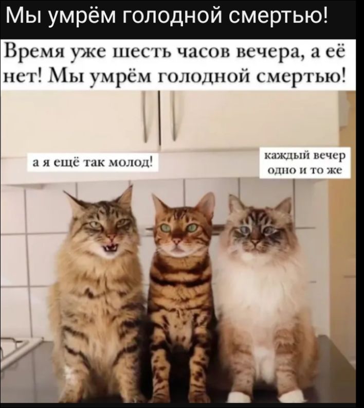 Мы умрём голодной смертью!
Время уже шесть часов вечера, а её нет! Мы умрём голодной смертью!
а я ещё так молод!
каждый вечер одно и то же