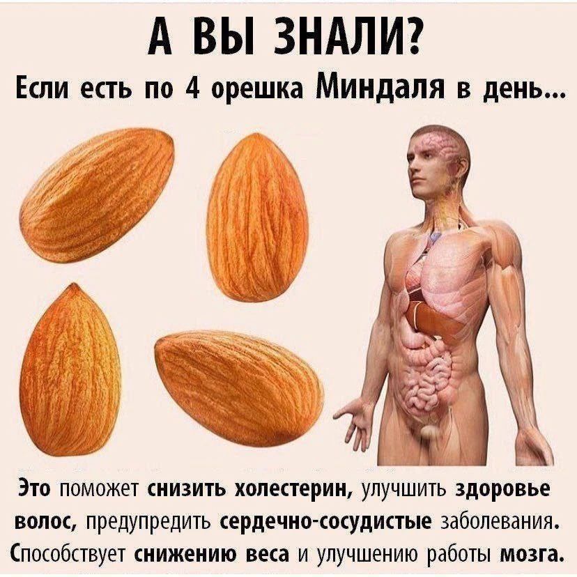 А ВЫ ЗНАЛИ? Если есть по 4 орешка Миндаля в день... Это поможет снизить холестерин, улучшить здоровье волос, предупредить сердечно-сосудистые заболевания. Способствует снижению веса и улучшению работы мозга.
