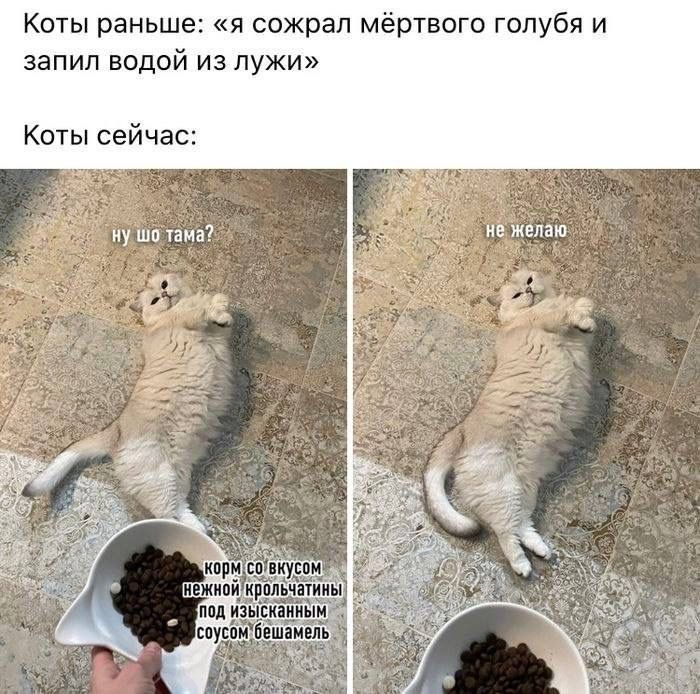 Коты раньше: «я сожрал мёртвого голубя и запил водой из лужи» Коты сейчас: ну шо тама? не желаю корм со вкусом нежной крольчатины под изысканным соусом бешамель
