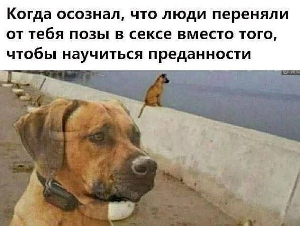 Когда осознал, что люди переняли от тебя позы в сексе вместо того, чтобы научиться преданности