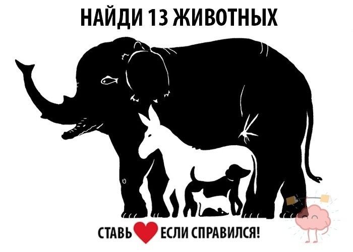 НАЙДИ 13 ЖИВОТНЫХ СТАВЬ ❤️ ЕСЛИ СПРАВИЛСЯ!