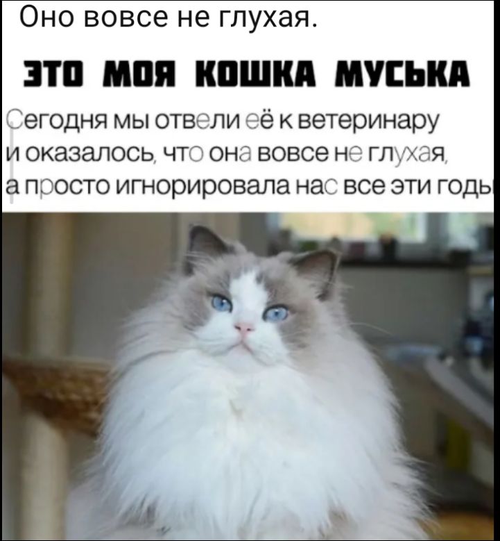 Оно вовсе не глухая. ЭТО МОЯ КОШКА МУСЬКА Сегодня мы отвели её к ветеринару и оказалось, что она вовсе не глухая, а просто игнорировала нас все эти годы