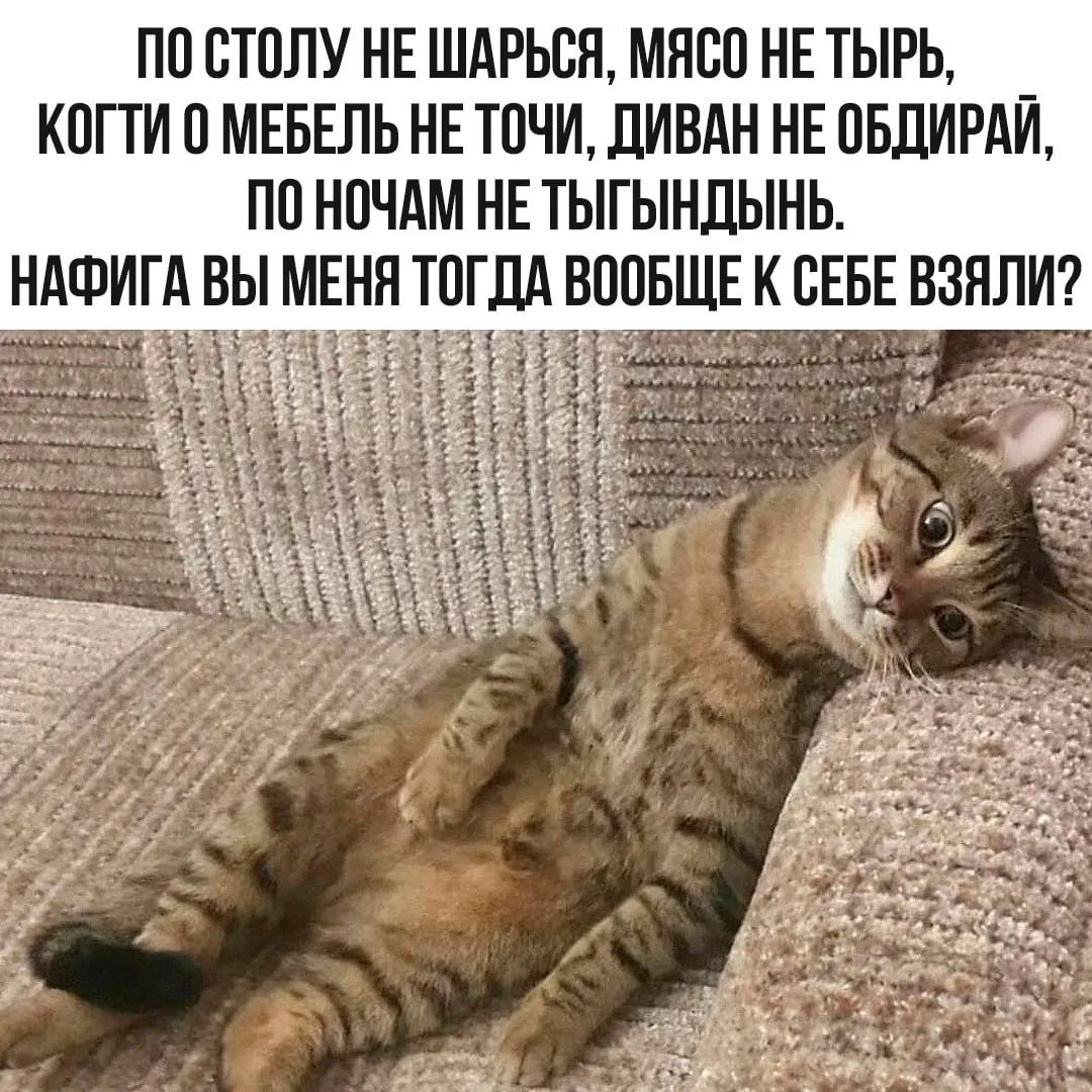 ПО СТОЛУ НЕ ШАРЬСЯ, МЯСО НЕ ТЫРЬ, КОГТИ О МЕБЕЛЬ НЕ ТОЧИ, ДИВАН НЕ ОБДИРАЙ, ПО НОЧАМ НЕ ТЫГЫНДЫНЬ. НАФИГА ВЫ МЕНЯ ТОГДА ВООБЩЕ К СЕБЕ ВЗЯЛИ?