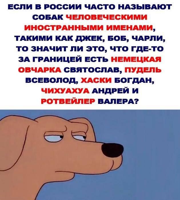 ЕСЛИ В РОССИИ ЧАСТО НАЗЫВАЮТ СОБАК ЧЕЛОВЕЧЕСКИМИ ИНОСТРАННЫМИ ИМЕНАМИ, ТАКИМИ КАК ДЖЕК, БОБ, ЧАРЛИ, ТО ЗНАЧИТ ЛИ ЭТО, ЧТО ГДЕ-ТО ЗА ГРАНИЦЕЙ ЕСТЬ НЕМЕЦКАЯ ОВЧАРКА СВЯТОСЛАВ, ПУДЕЛЬ ВСЕВОЛОД, ХАСКИ БОГДАН, ЧИХУАХУА АНДРЕЙ И РОТВЕЙЛЕР ВАЛЕРА?