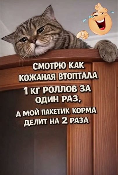 СМОТРЮ КАК КОЖАНАЯ ВТОПТАЛА 1 КГ РОЛЛОВ ЗА ОДИН РАЗ, А МОЙ ПАКЕТИК КОРМА ДЕЛИТ НА 2 РАЗА