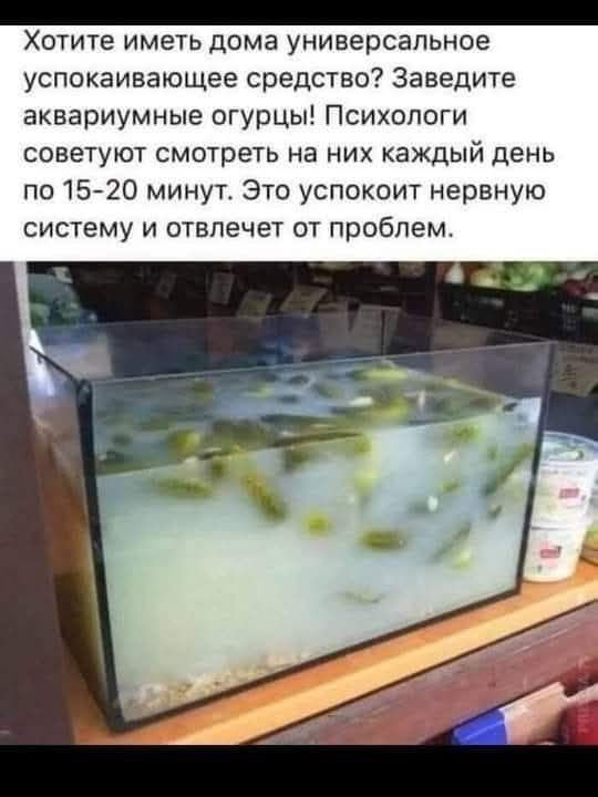 Хотите иметь дома универсальное успокаивающее средство? Заведите аквариумные огурцы! Психологи советуют смотреть на них каждый день по 15-20 минут. Это успокоит нервную систему и отвлечет от проблем.