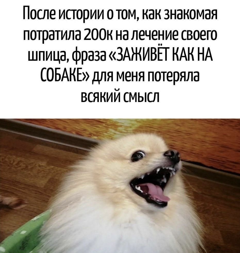 После истории о том, как знакомая потратила 200к на лечение своего шпица, фраза «ЗАЖИВЁТ КАК НА СОБАКЕ» для меня потеряла всякий смысл