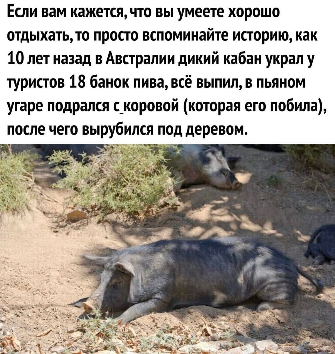 Если вам кажется, что вы умеете хорошо отдыхать, то просто вспоминайте историю, как 10 лет назад в Австралии дикий кабан украл у туристов 18 банок пива, всё выпил, в пьяном угаре подрался с коровой (которая его побила), после чего вырубился под деревом.