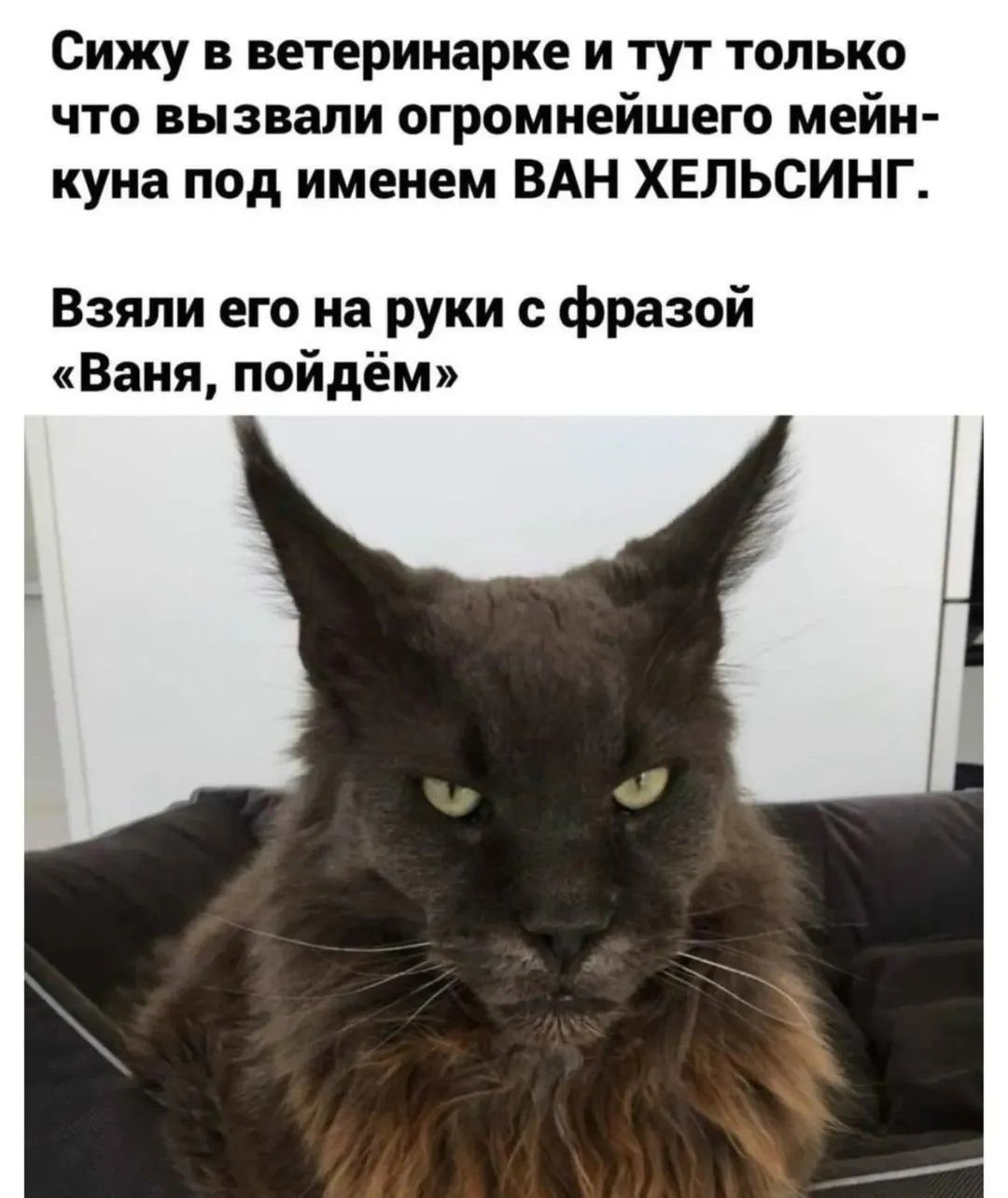 Сижу в ветеринарке и тут только что вызвали огромнейшего мейн-куна под именем ВАН ХЕЛЬСИНГ. Взяли его на руки с фразой «Ваня, пойдём»