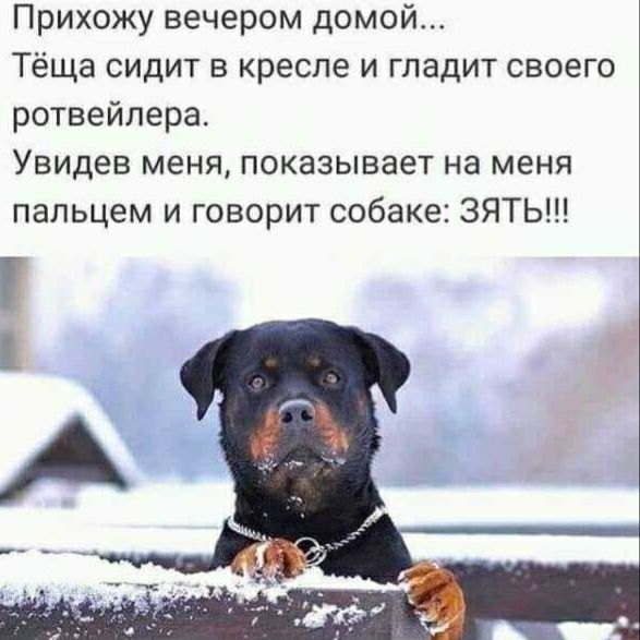 Прихожу вечером домой... Тёща сидит в кресле и гладит своего ротвейлера. Увидев меня, показывает на меня пальцем и говорит собаке: ЗЯТЬ!!!