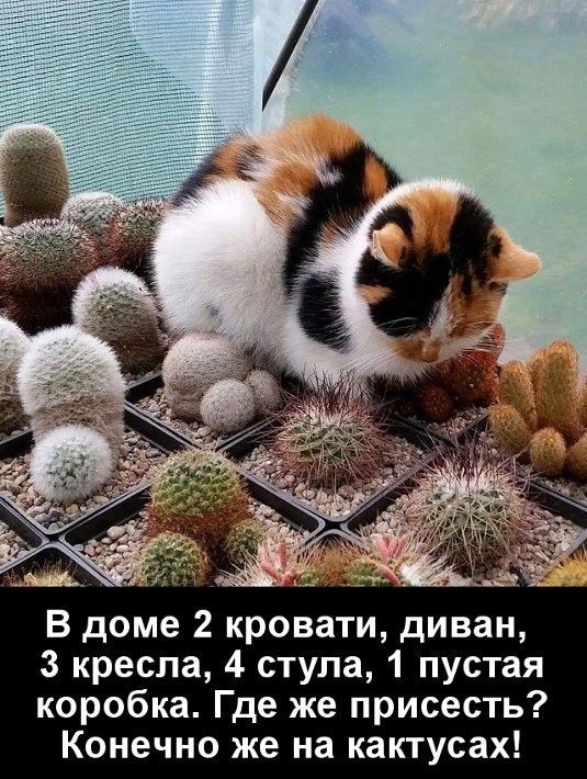 В доме 2 кровати, диван, 3 кресла, 4 стула, 1 пустая коробка. Где же присесть? Конечно же на кактусах!