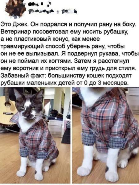 Это Джек. Он подрался и получил рану на боку. Ветеринар посоветовал ему носить рубашку, а не пластиковый конус, как менее травмирующий способ уберечь рану, чтобы он не ее вылизывал. Я подвергнул рукава, чтобы он не поймал их когтями. Затем я расстегнул ему воротник и приоткрыл ему грудь для стиля. Забавный факт: большинству кошек подходят рубашки м