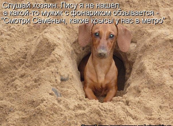 Слушай хозяин: Лису я не нашёл, а какой-то мужик с фонариком обзывается - 