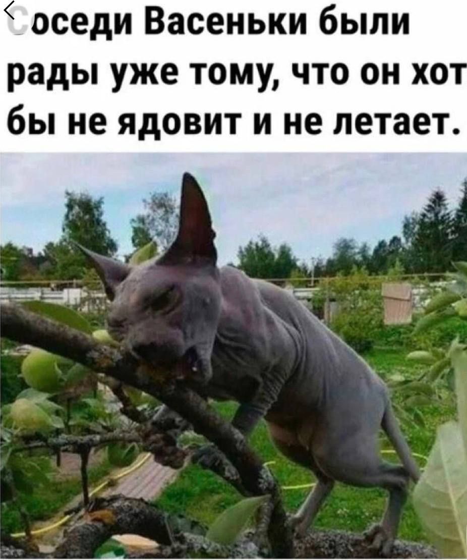 Соседи Васеньки были рады уже тому, что он хотя бы не ядовит и не летает.