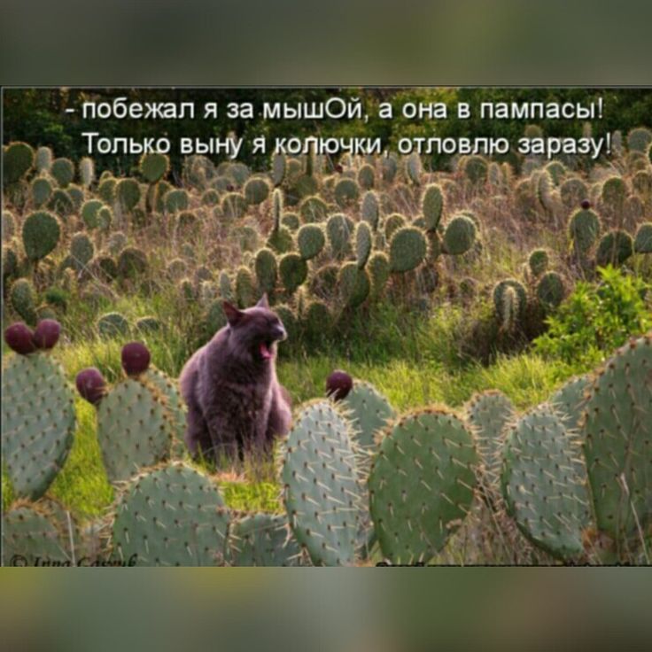 - побежал я за мышОЙ, а она в пампасы! Только выну я колючки, отловлю заразу!