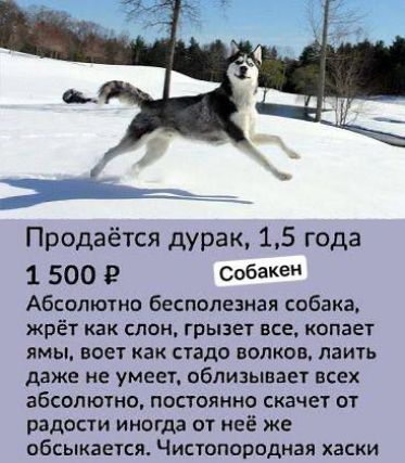 Продаётся дурак, 1,5 года 1 500 ₽ Собакен Абсолютно бесполезная собака, жрёт как слон, грызет все, копает ямы, воет как стадо волков, лаить даже не умеет, облизывает всех абсолютно, постоянно скачет от радости иногда от неё же обсыкается. Чистопородная хаски