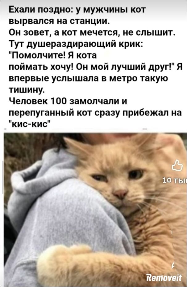Ехали поздно: у мужчины кот вырвался на станции. Он зовет, а кот мечется, не слышит. Тут душераздирающий крик: 