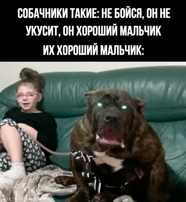СОБАЧНИКИ ТАКИЕ: НЕ БОЙСЯ, ОН НЕ УКУСИТ, ОН ХОРОШИЙ МАЛЬЧИК ИХ ХОРОШИЙ МАЛЬЧИК: