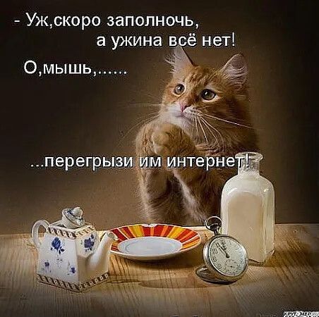 Уж, скоро заполночь, а ужина всё нет! О, мышь, ......перегрызи им интернет!