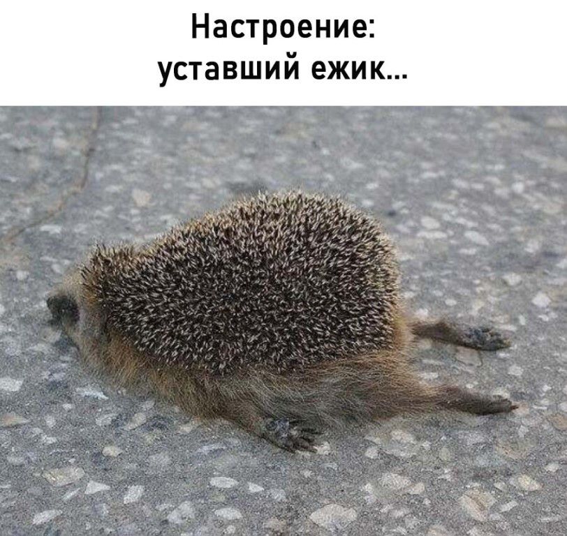Настроение: уставший ежик...