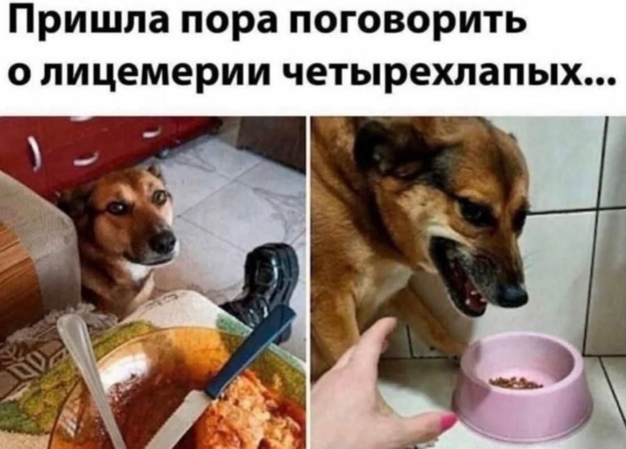 Пришла пора поговорить о лицемерии четырехлапых... Собака смотрит на еду человека. Собака рычит, защищая свою миску с едой.