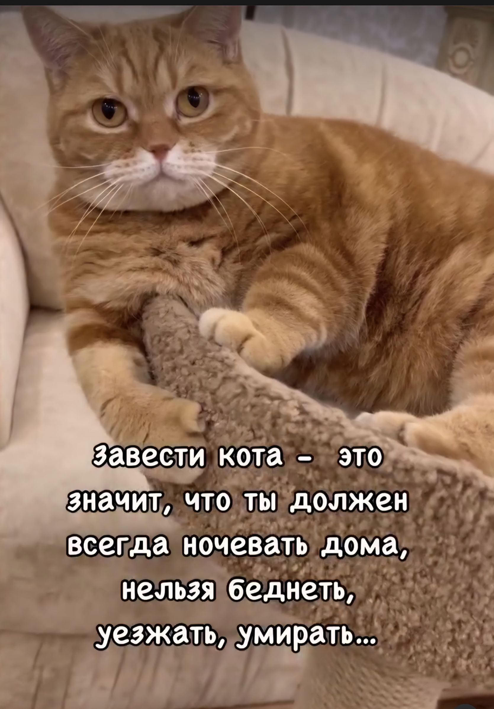 Завести кота - это значит, что ты должен всегда ночевать дома, нельзя беднеть, уезжать, умирать...