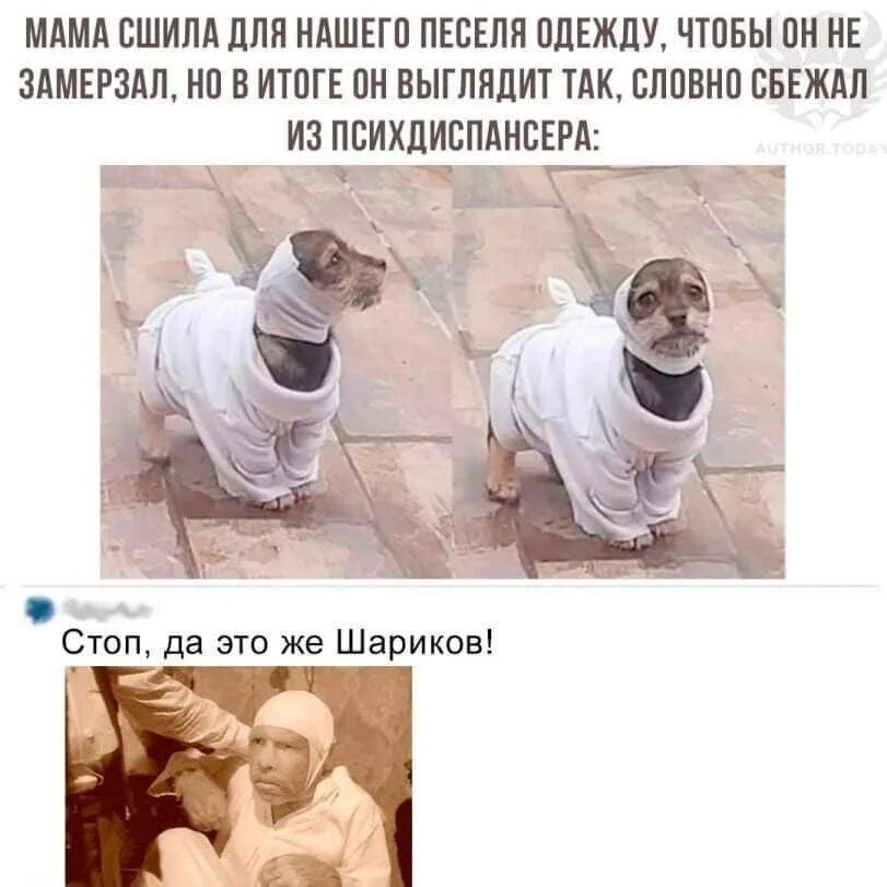 МАМА СШИЛА ДЛЯ НАШЕГО ПЕСЕЛЯ ОДЕЖДУ, ЧТОБЫ ОН НЕ ЗАМЕРЗАЛ, НО В ИТОГЕ ОН ВЫГЛЯДИТ ТАК, СЛОВНО СБЕЖАЛ ИЗ ПСИХДИСПАНСЕРА: Стоп, да это же Шариков!